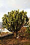 Euphorbia trigona (Canary Islands) IMG_8926 Wilczomlecz trójżebrowy